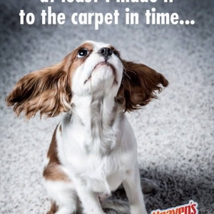 Photo of Heaven's Best Carpet Cleaning