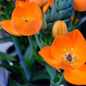 Photo of Affordable Fencing and Gardening