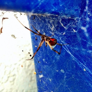 El Monte Already A Better Choice Termite & Pest Control