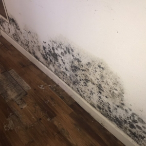 Photo of The Mold Warriors