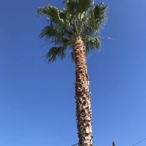 Photo of Pilo Landscaping and Maintenance