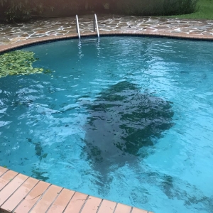 Photo of Tuttle's Pool Company