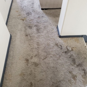 Photo of Eco Friend Carpet Clean