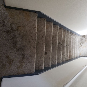 Photo of Eco Friend Carpet Clean