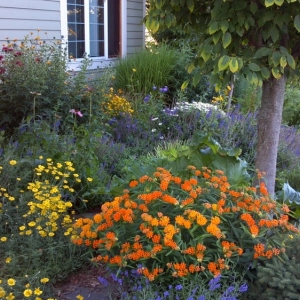 Photo of Cottage Gardener