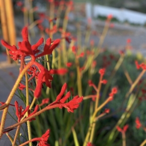 Photo of Green Dreams Landscaping