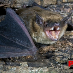 Photo of Midway Pest Management