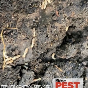 Photo of Midway Pest Management
