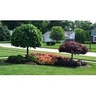 Photo of Mondragon Landscape & Gardening