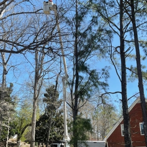 Photo of LTRC-Tree Specialists