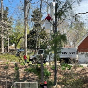 Photo of LTRC-Tree Specialists