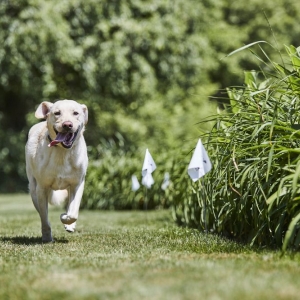 Photo of DogWatch Hidden Fence