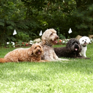 Photo of DogWatch Hidden Fence