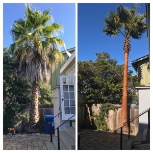 Photo of Pacific Landscaping & Tree Service