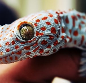 Photo of Lick Your Eyeballs