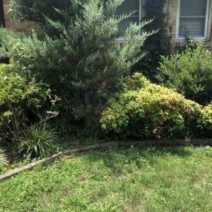 Photo of Westbrook Tree Service and Landscaping