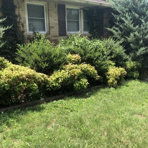 Photo of Westbrook Tree Service and Landscaping