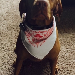 Photo of Chad Mitchell - State Farm Insurance Agent