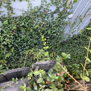Photo of Alpha and Omega Landscaping