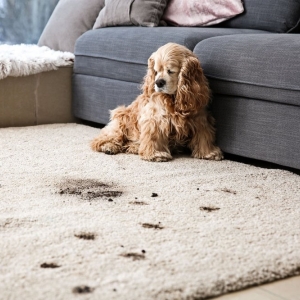 Photo of Rapid Carpet Cleaning