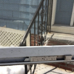 Photo of Victory Plus+ Windows Cleaning, Repair, and Home Services
