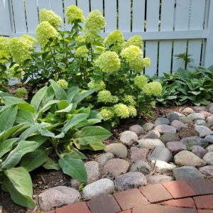 Photo of Rooted Outdoor Living