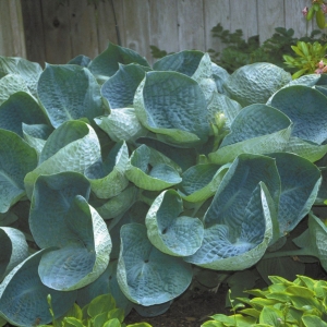 Photo of Rooted Outdoor Living