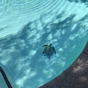 Photo of Price Busters Pool & Spa