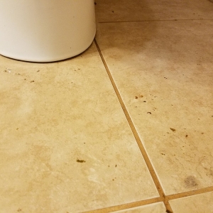 San Francisco All Green Carpet Clean