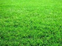 Photo of Turf Care Pro
