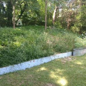 Photo of Organic Lawn Solutions