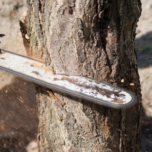 Photo of Dels Tree Experts