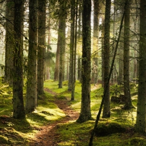 Photo of Dels Tree Experts