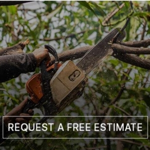Photo of Dels Tree Experts