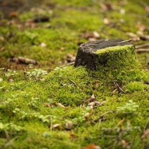Photo of Dels Tree Experts
