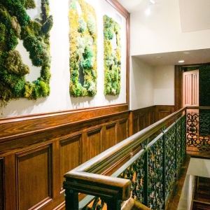 Photo of Copper Vine