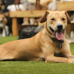Photo of ForeverLawn Charlotte