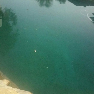 Photo of The Pool Shack