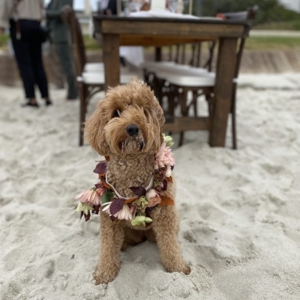 Photo of Olive & Sage Events