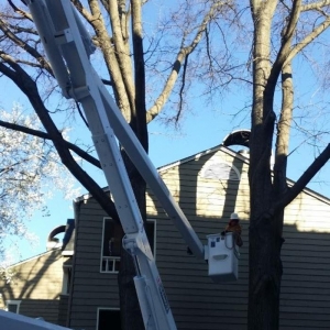 Photo of Union Tree Experts