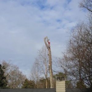 Photo of Union Tree Experts