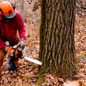 Photo of Union Tree Experts