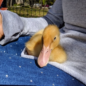 Photo of Fannie's Farm Friends