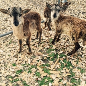 Photo of Fannie's Farm Friends