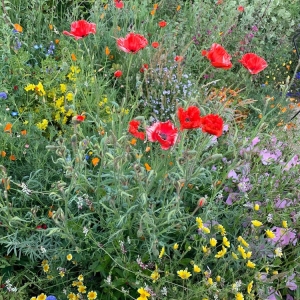 Photo of Mariposa Gardening & Design