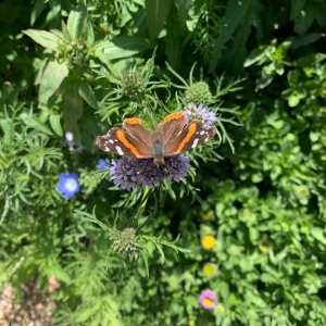 Photo of Mariposa Gardening & Design