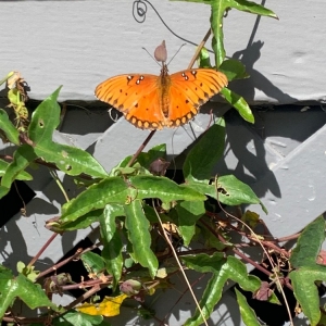 Photo of Mariposa Gardening & Design