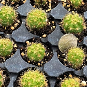 Photo of The Cactus King