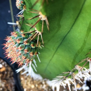 Photo of The Cactus King