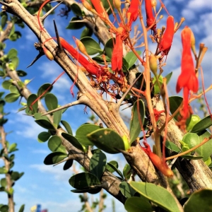 Photo of The Cactus King